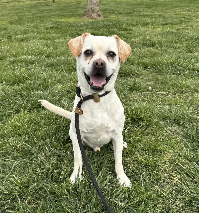 An adult small-sized male Terrier dog named Waffle for adoption in Evansville, IN