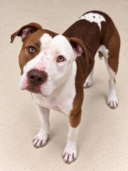 An adult medium-sized male Pit Bull Terrier dog named Kilo for adoption in Gulfport, MS
