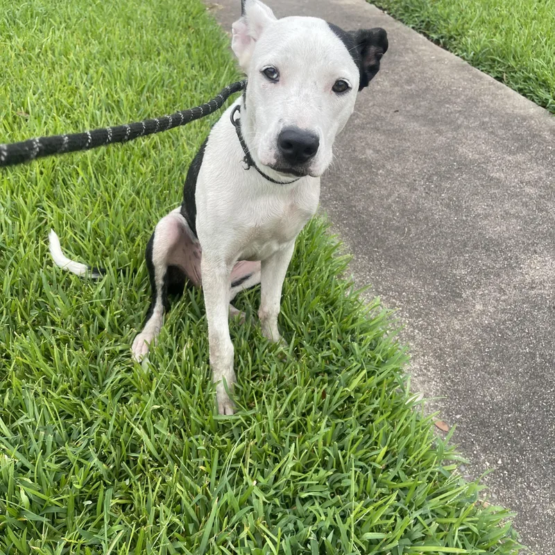 A baby medium-sized female Black Pit Bull Terrier dog named Hope for adoption in Houston, TX