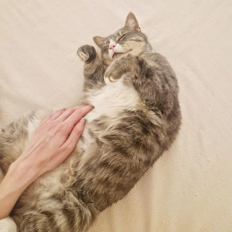 A young large-sized male Tabby (Gray / Blue / Silver) Domestic Short Hair cat named Smokey for adoption in BROOKLYN, NY