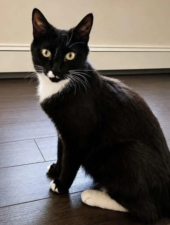 An adult medium-sized female Black & White / Tuxedo Domestic Short Hair cat named Starling for adoption in Breinigsville, PA