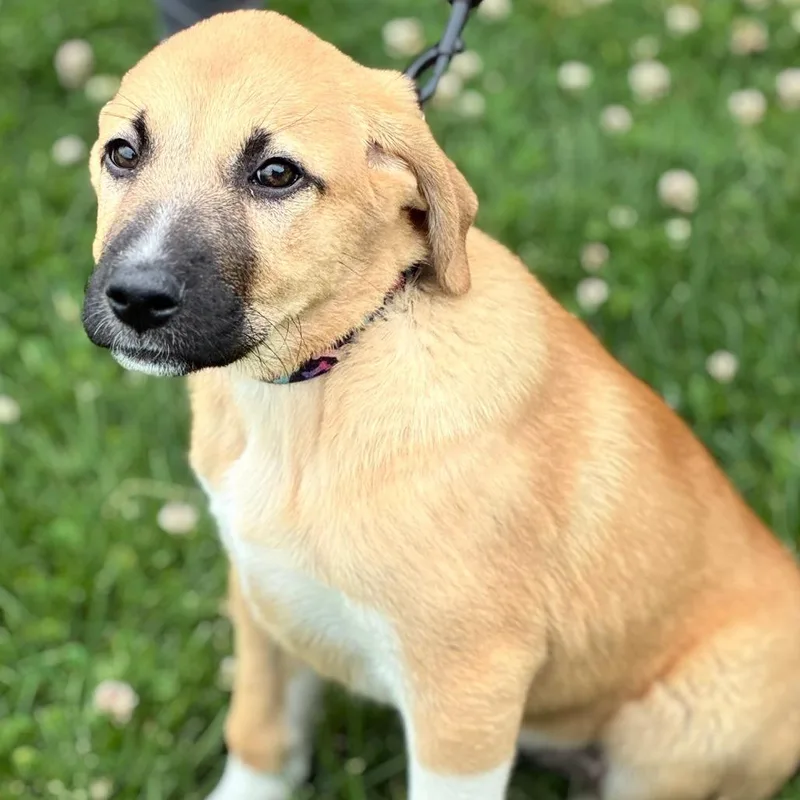 A baby medium-sized female Yellow / Tan / Blond / Fawn Anatolian Shepherd dog named Mable for adoption in South Elgin, IL