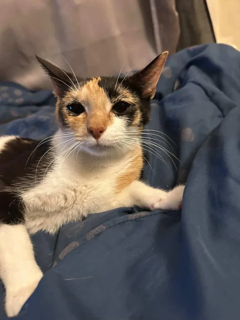 A young medium-sized female Calico Domestic Short Hair cat named Pumpkin for adoption in Parma, OH