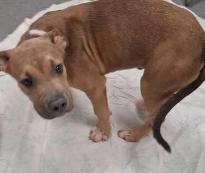 A young medium-sized male Pit Bull Terrier dog named Daxx for adoption in Sevierville, TN