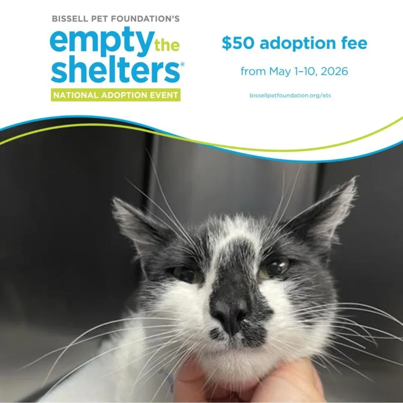 A young medium-sized male Domestic Short Hair cat named Sylvester for adoption in Santa Cruz, CA