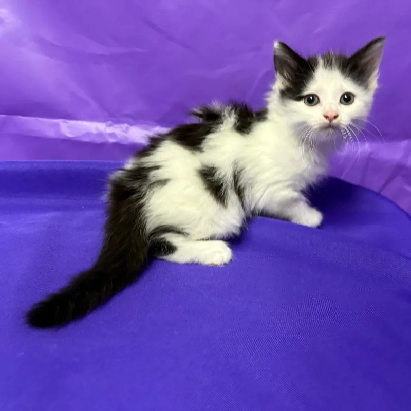 A baby small-sized female Domestic Medium Hair cat named Jinny for adoption in North Myrtle Beach, SC