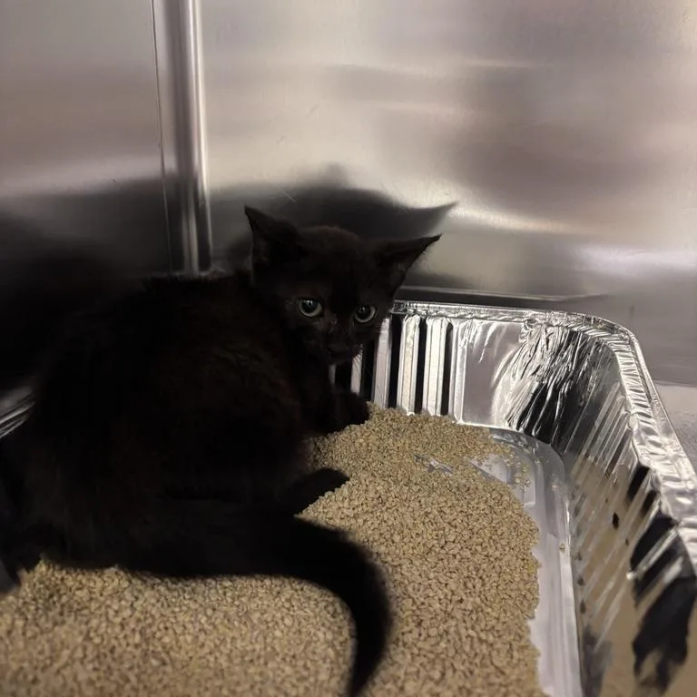A baby small-sized female Black Domestic Short Hair cat named Buttons for adoption in Asheville, NC