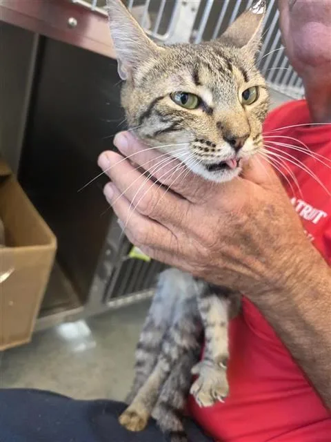 A young small-sized female Domestic Short Hair cat named Xara for adoption in San Antonio, TX