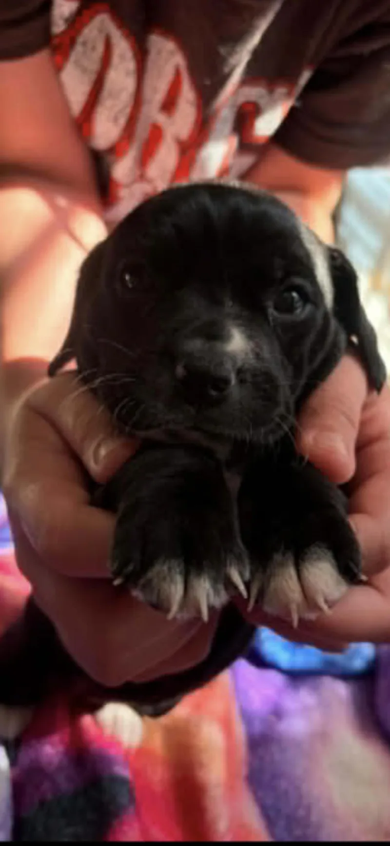 A baby medium-sized female American Bulldog dog named Nori for adoption in Holly Springs, NC