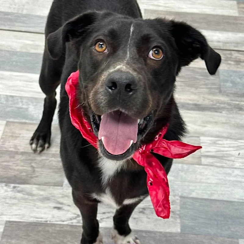 An adult medium-sized male Black Labrador Retriever dog named Buddy for adoption in Lufkin, TX
