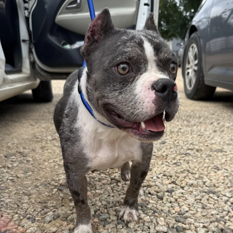 An adult medium-sized female Merle (Blue) American Bully dog named Rolodex for adoption in Columbia, SC