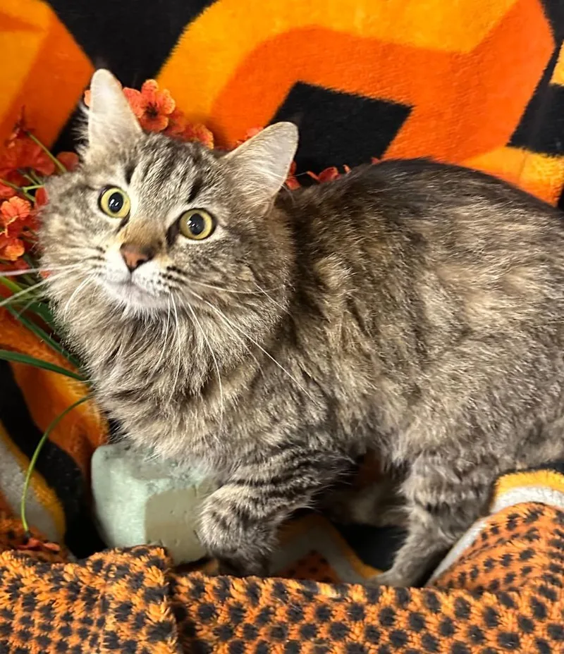 A young small-sized female Domestic Long Hair cat named Momma Minnie for adoption in Stillwater, OK