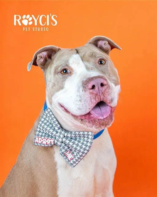 An adult large-sized male Pit Bull Terrier dog named Dodger for adoption in West Valley City, UT