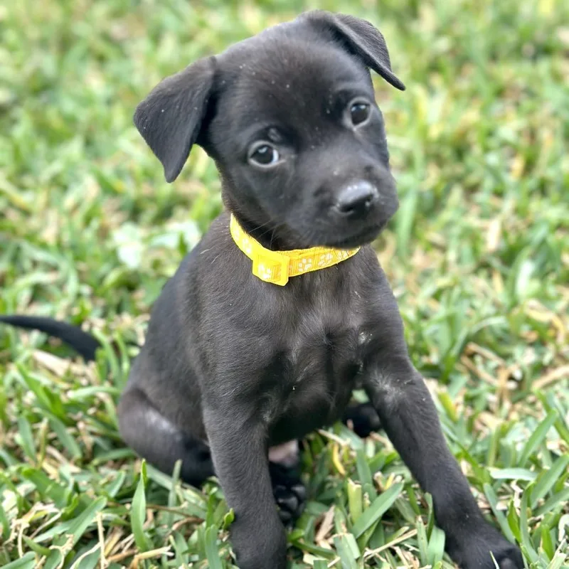 A baby small-sized female Black Chihuahua dog named Farex for adoption in Brownsville, TX