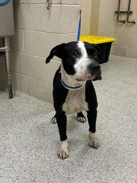 A young large-sized female Pit Bull Terrier dog named A for adoption in Conroe, TX