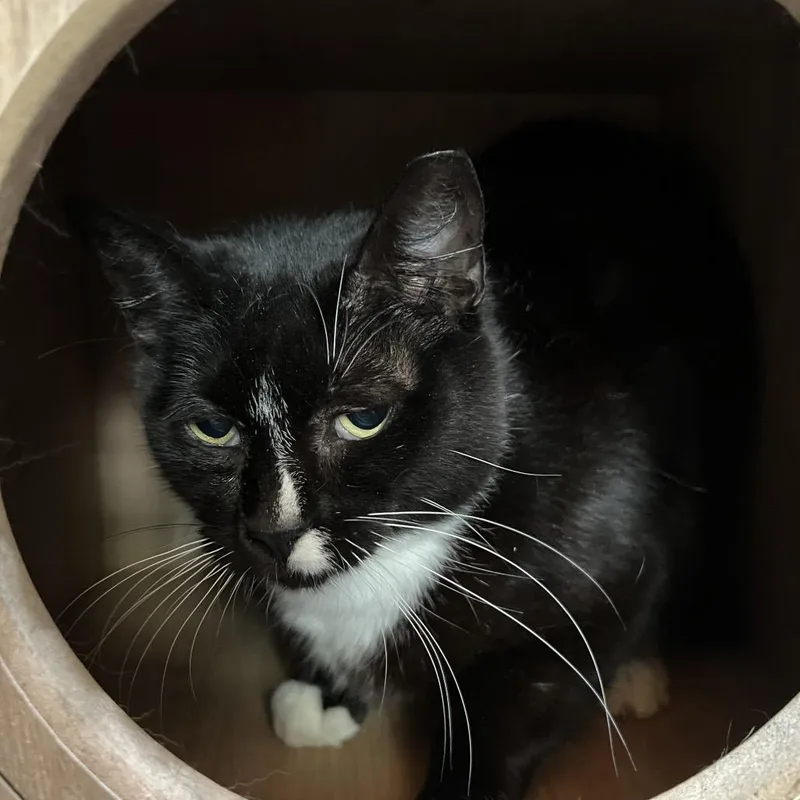 A young medium-sized female Black Domestic Short Hair cat named Rickie for adoption in Folsom, LA