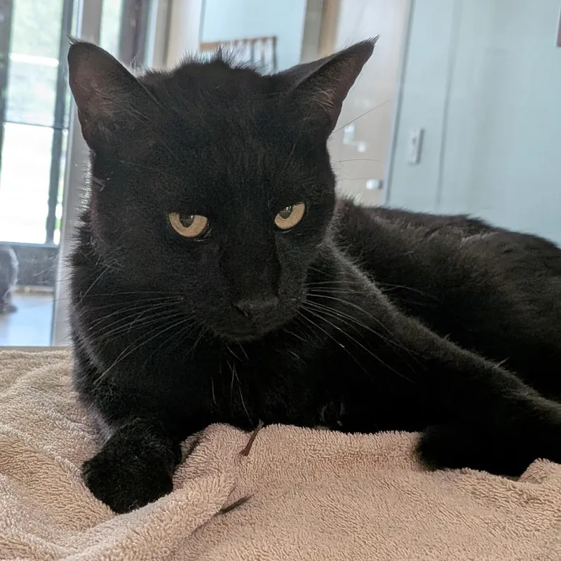 An adult small-sized male Black Domestic Short Hair cat named Juda for adoption in Leander, TX