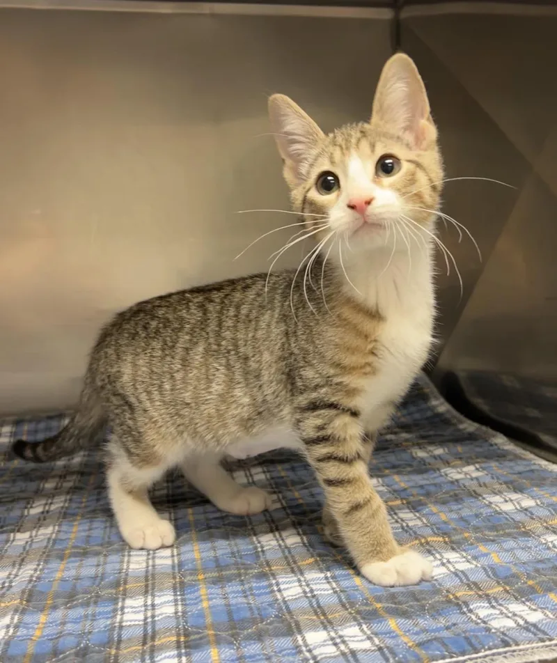 A baby medium-sized male Tabby (Brown / Chocolate) Domestic Short Hair cat named Mallet for adoption in Montville, NJ