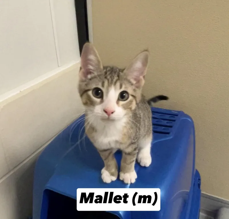 Mallet thumbnail 3