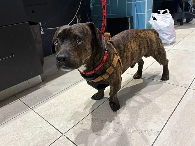A young medium-sized male Pit Bull Terrier dog named Hot Dog for adoption in Garland, TX