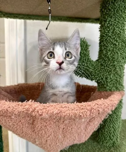 A baby small-sized female Domestic Short Hair cat named Crackle for adoption in Fort Worth, TX