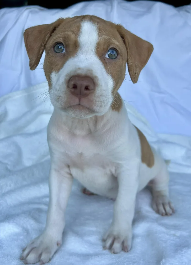 A baby medium-sized male White / Cream Pit Bull Terrier dog named Canyon for adoption in Watertown, CT