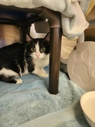 An adult small-sized female Domestic Short Hair cat named Oreo Cookie for adoption in Independence, MO
