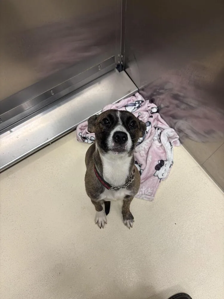 An adult medium-sized male Tricolor (Brown, Black, & White) Mixed Breed dog named Butch for adoption in Kalamazoo, MI
