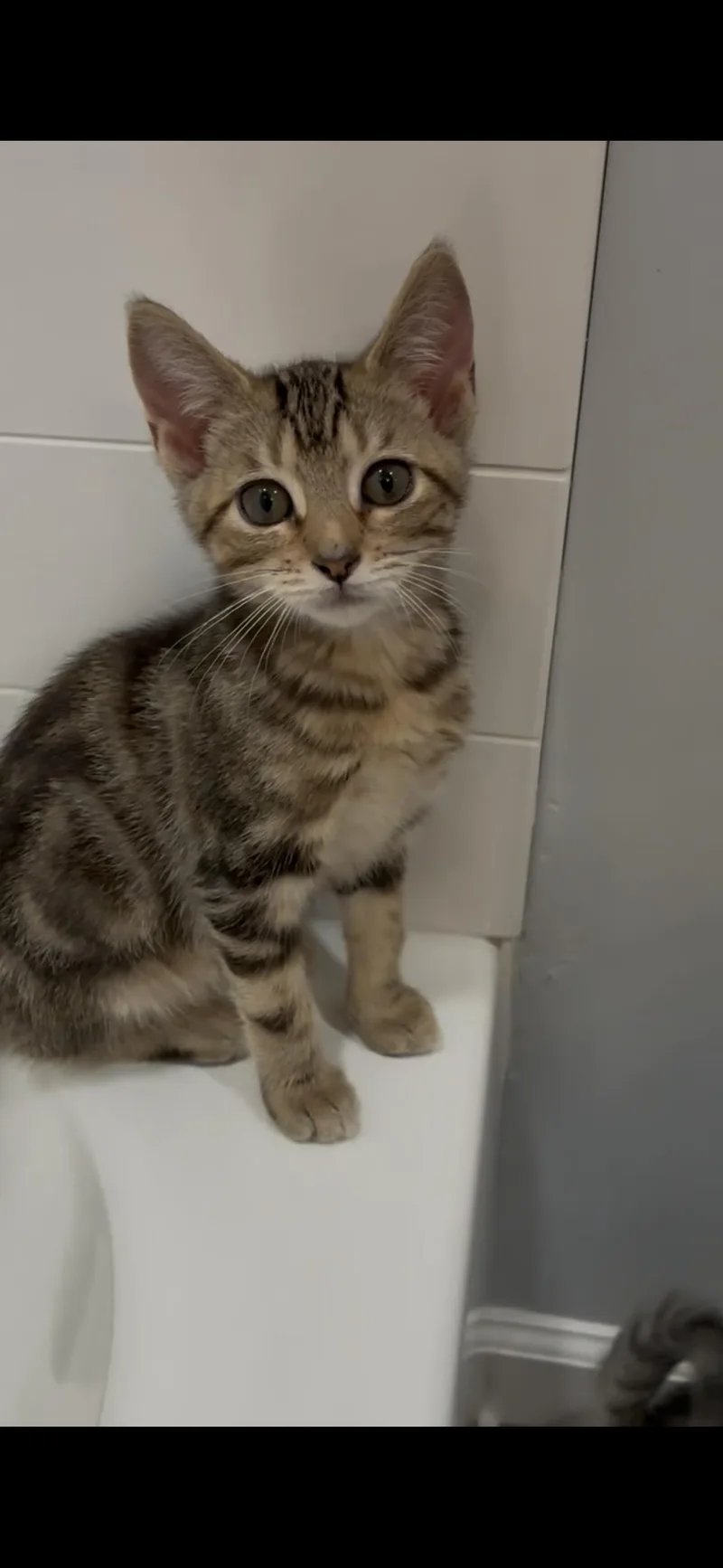 A baby small-sized female Domestic Short Hair cat named Goldie for adoption in Winder, GA