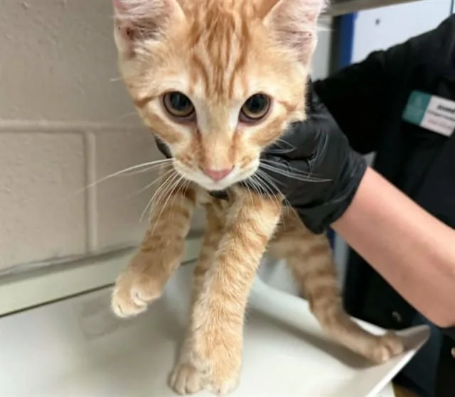 A baby small-sized male Domestic Short Hair cat named Louis for adoption in Colorado Springs, CO