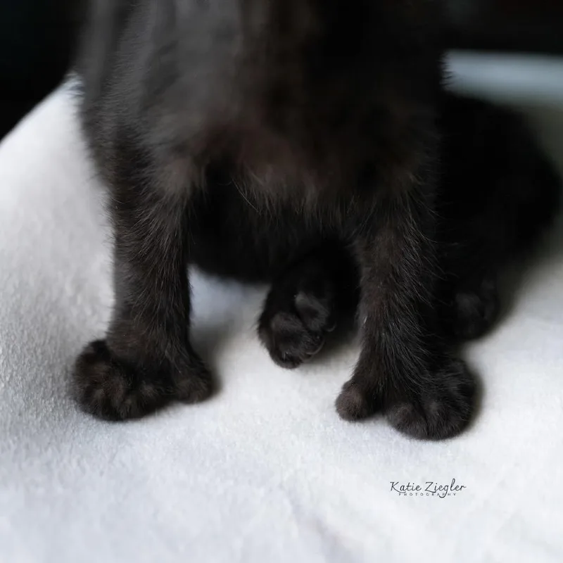 A baby small-sized female Domestic Short Hair cat named Vanna for adoption in Brownsboro, AL