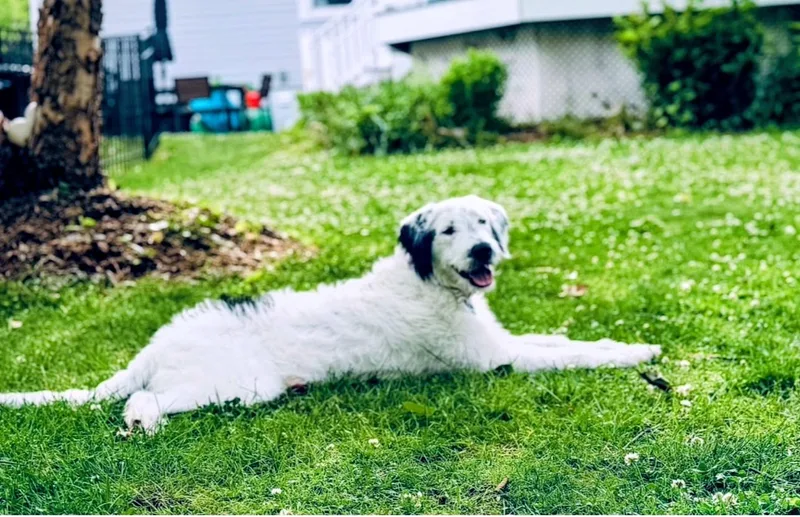 A baby medium-sized female Poodle dog named Ava for adoption in Willington, CT