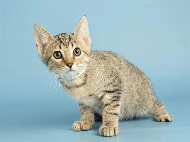 A baby small-sized male Domestic Short Hair cat named Lee for adoption in Phoenix, AZ