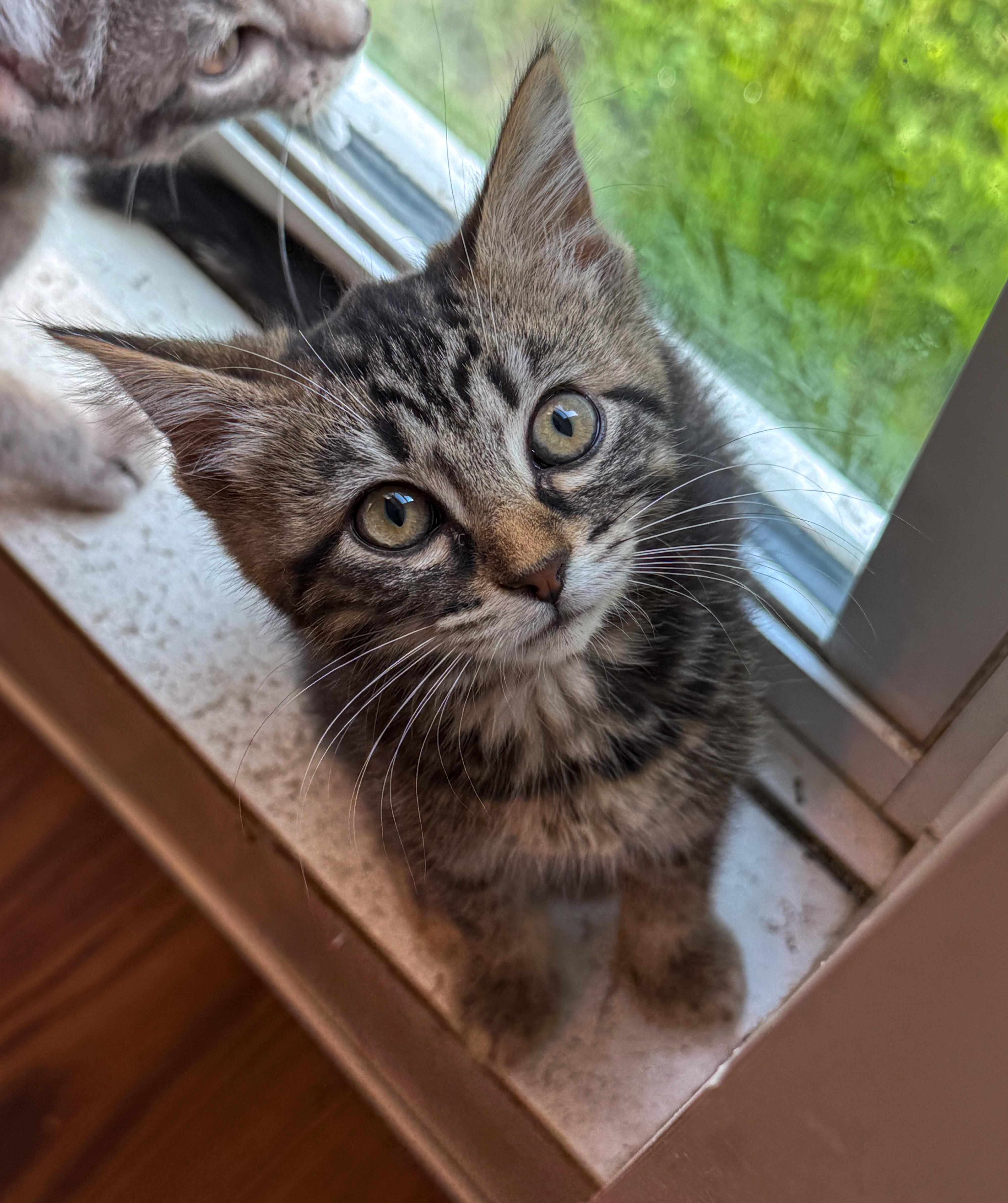 A baby medium-sized female Tabby (Brown / Chocolate) Domestic Medium Hair cat named Snoopy for adoption in Ona, WV