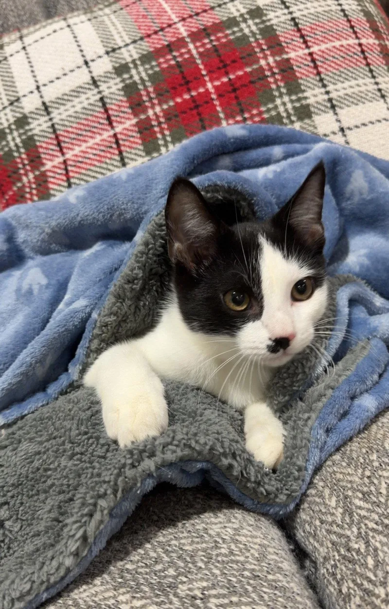 A baby medium-sized male Black & White / Tuxedo Domestic Short Hair cat named Holland for adoption in Nashville, TN
