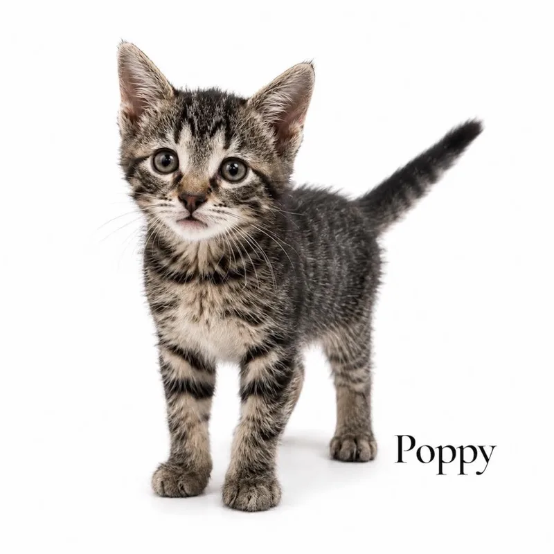 A baby medium-sized female Tabby (Brown / Chocolate) Domestic Short Hair cat named Poppy for adoption in Stevensville, MI
