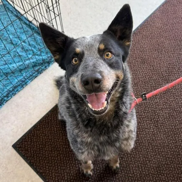 An adult medium-sized male Australian Cattle Dog / Blue Heeler dog named Gunner for adoption in Salt Lake City, UT