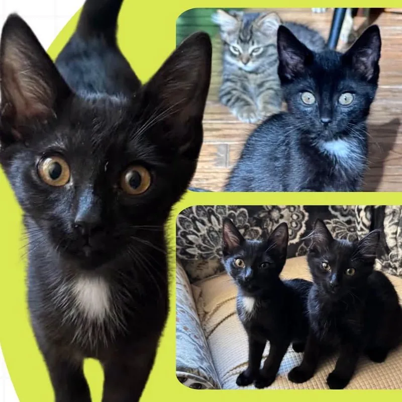 A baby small-sized male Black Domestic Short Hair cat named Vans for adoption in Orangevale, CA