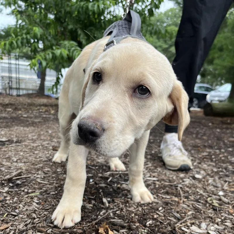 A baby small-sized female Yellow / Tan / Blond / Fawn Yellow Labrador Retriever dog named Star for adoption in East Hampton, NY
