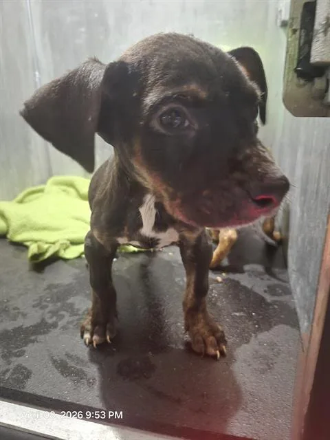 A baby small-sized male American Staffordshire Terrier dog named Pete for adoption in San Antonio, TX