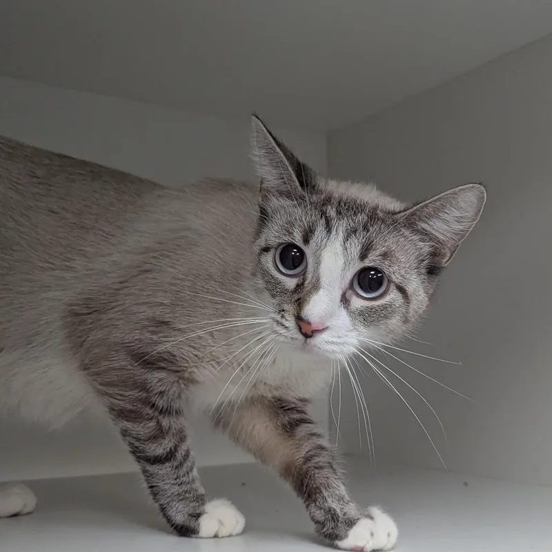 A young small-sized female White Domestic Short Hair cat named Lucy for adoption in Jeffersonville, IN