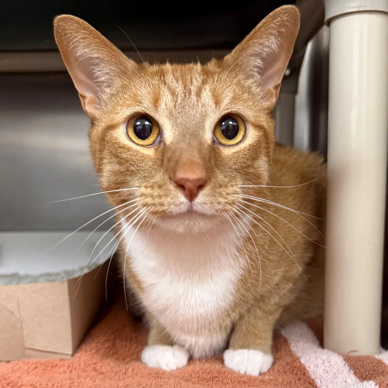 An adult medium-sized male Tabby (Orange / Red) Domestic Short Hair cat named Tormund for adoption in St. Augustine, FL