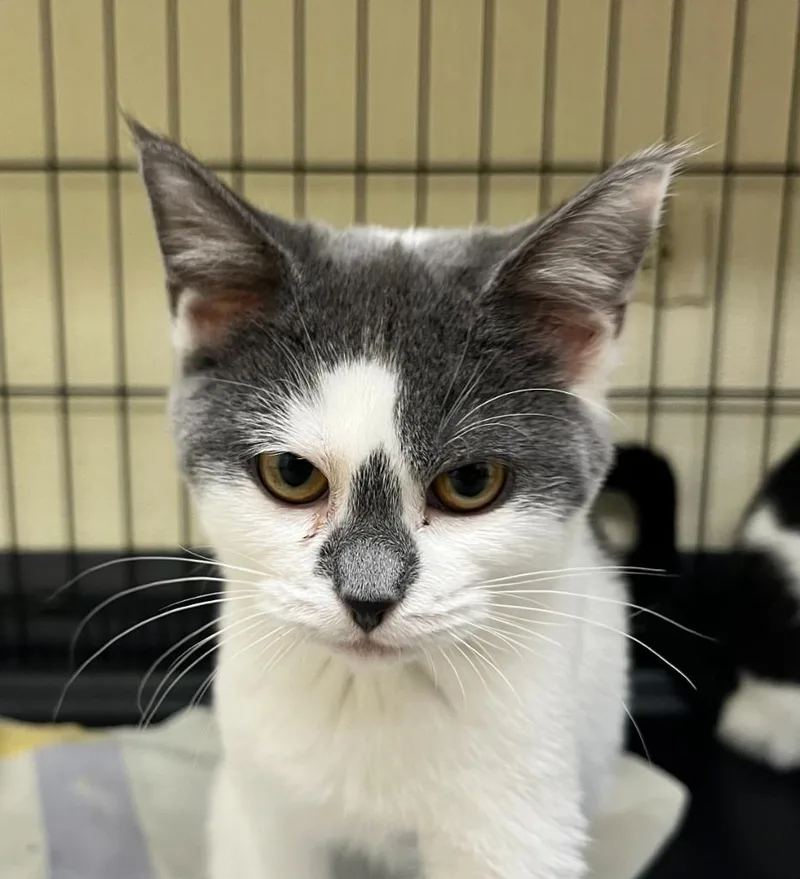 A baby small-sized female Domestic Short Hair cat named Flurry for adoption in Shorewood, IL