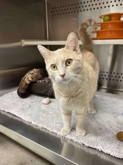An adult medium-sized female Domestic Short Hair cat named Pooh for adoption in Fergus Falls, MN