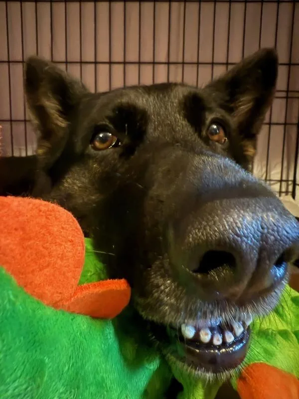 An adult large-sized female German Shepherd Dog dog named Fiona Apple Bottom Jeans for adoption in San Diego, CA
