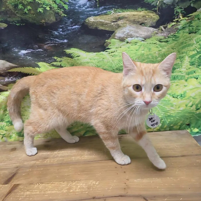 An adult medium-sized female Buff / Tan / Fawn Domestic Short Hair cat named Hyacinth for adoption in Normal, IL