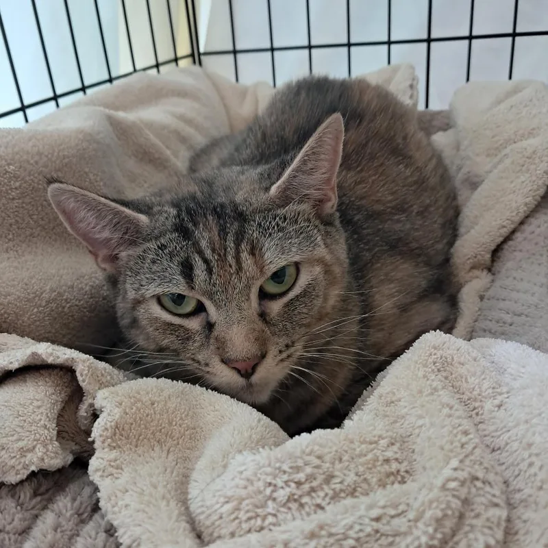 An adult small-sized female Gray / Blue / Silver Domestic Short Hair cat named Tulip for adoption in Concord, NH