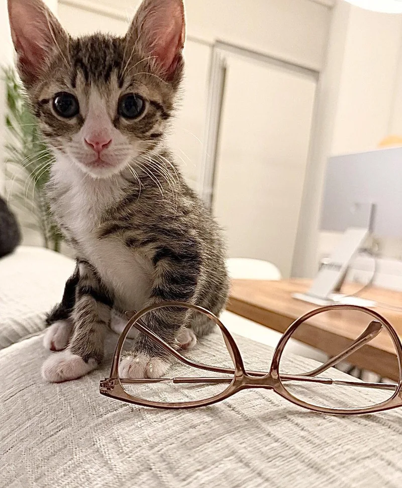 A baby medium-sized male Gray / Blue / Silver Domestic Short Hair cat named Cub and Pup for adoption in Brooklyn, NY