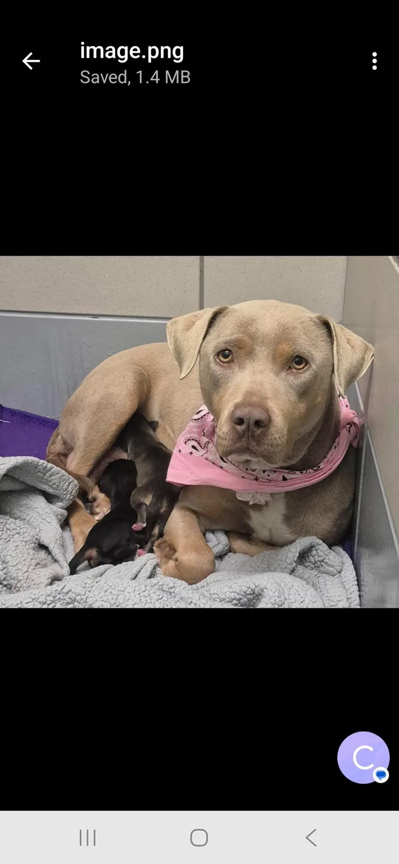 A young medium-sized female Apricot / Beige Labrador Retriever dog named Honey Grace for adoption in Farmington, MO