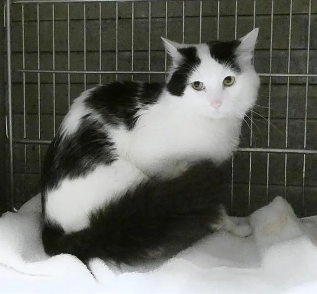 An adult medium-sized male Domestic Short Hair cat named Moo for adoption in Gardena, CA